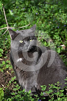 Cat of the Chartreuse breed or a Cartesian cat