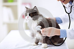 Cat check up