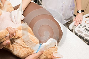 Cat check up at animal hospital