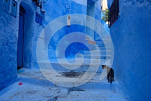 Cat in Chefchaouen, the blue city in the Morocco.