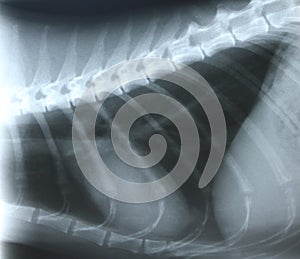 Cat Chest X-Ray