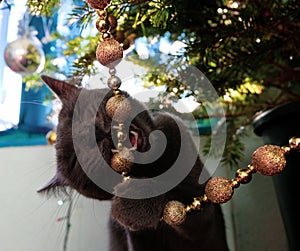 Cat chewing on Christmas tree decorations. Vintage filter