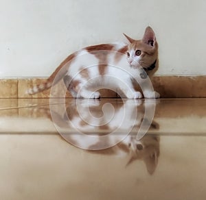 Cat is chewing a grasshopper