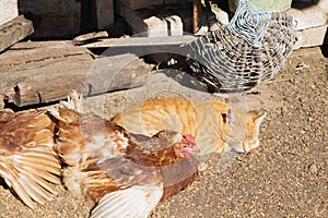 The cat and the chicken are sleeping. Rural landscape.