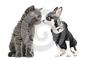 Cat and chihuahua dressed looking at each other