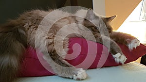 Cat chilling in the bed