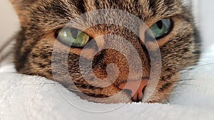 Cat chilling in the bed