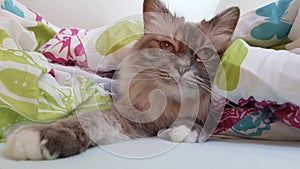 Cat chilling in the bed