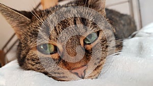 Cat chilling in the bed