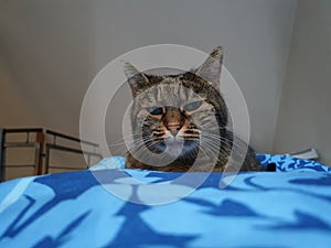 Cat chilling on the bed at Home