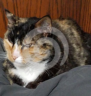 Cat chilling on the bed