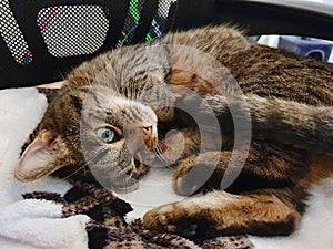 Cat chilling the bed with open eyes