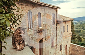 Cat chilling inside courtyard of rural house ot mansion at evening Tuscany. Green trees, hills of countryside of Italy