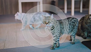 A cat chilling out, relax and being natural in the room. Comfort and safe with soft focus