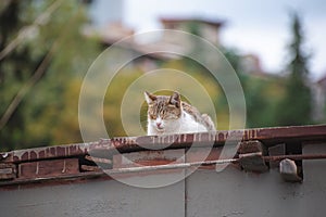 Cat chills out on the roof
