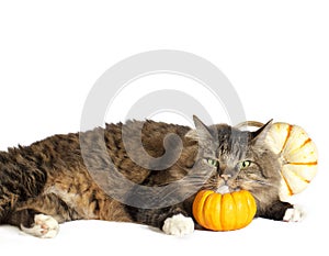 Cat With Chin on Pumpkin