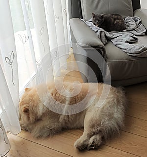 A cat and a chow-chow dog sleeping