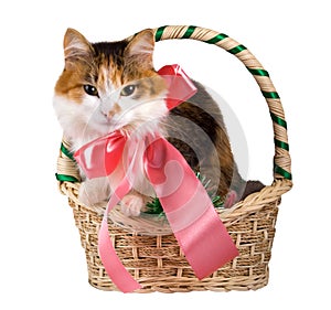 Cat in a Christmas Basket