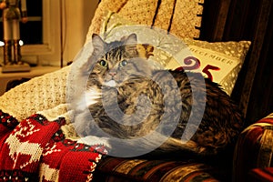 Cat on Christmas Blanket Warm Lighting