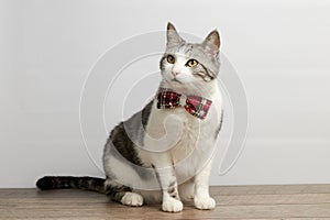 Cat in a Christmas Bow Tie