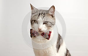 Cat in a Christmas bow tie on a white background