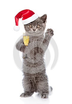 Cat in christmas hat holding glass of champagne. isolated on white background