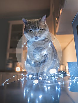 Cat and Christmas lights