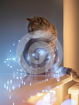 Cat and Christmas lights