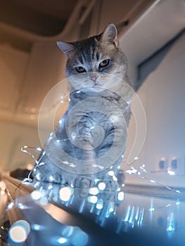 Cat and Christmas lights. Scottish Straight