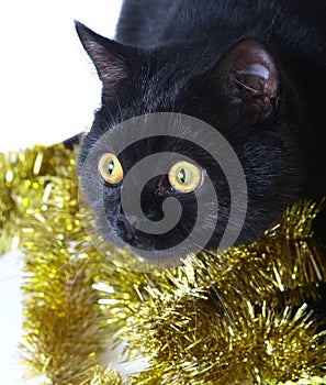 Cat with Christmas ornaments.