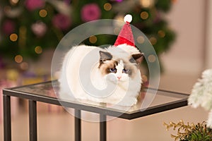 Cat. Christmas party, winter holidays cat with gift box. New year cat. christmas tree in interior background