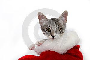Cat in a Christmas stocking