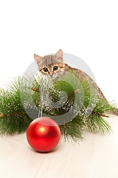 Cat with christmas toy ball and a pine tree twig