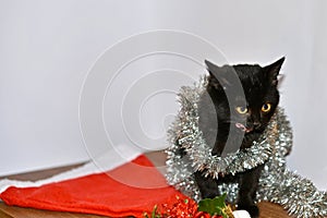 Cat in Christmas toys and garlands