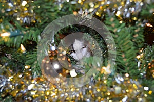 Cat in Christmas Tree
