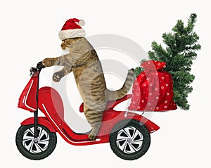 Cat with the Christmas tree on a moped