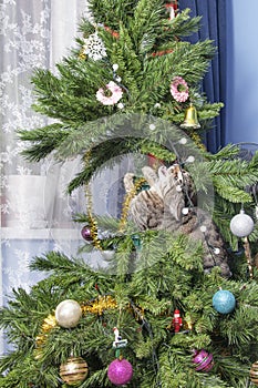 Cat on Christmas tree. Naughty cute kitten.