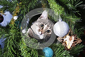 Cat on Christmas tree. Naughty kitten. New Year