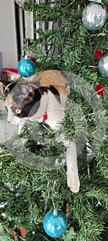 Cat in christmas tree photo