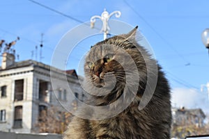 Cat in the city center