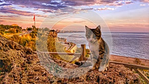 Cat and citylife photo