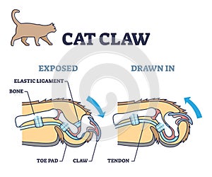 Cat claw anatomy with exposed and drawn in pose comparison outline diagram