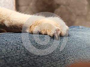 Cat Claw scratch blue jeans