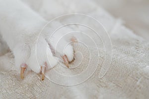 Cat claw scratching the sofa cover.