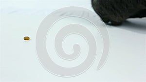 Cat clawing a food (sweet tooth). Funny Gray Cute Cat on White background