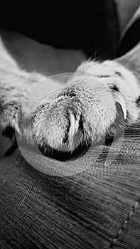 Cat Claws out, black and white