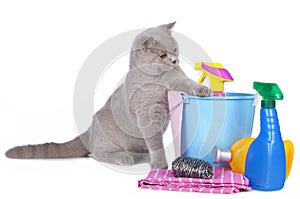 Cat with cleaning agents photo