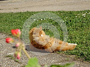 A cat on cleaning himself snd flower on the front