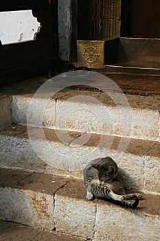 A cat is cleaning itself in front of the entrance of a temple (Bhutan) photo