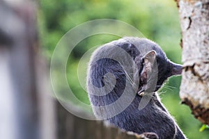 A cat cleans itself background